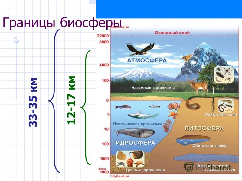 [PUNIQRANDLINE-(au-dating-names.txt) 68 Структура и границы биосферы реферат 1107
