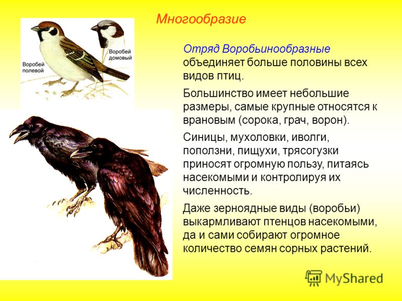 Многообразие Отряд Воробьинообразные объединяет больше половины всех видов птиц. Большинство имеет небольшие размеры, самые крупные относятся к вранов