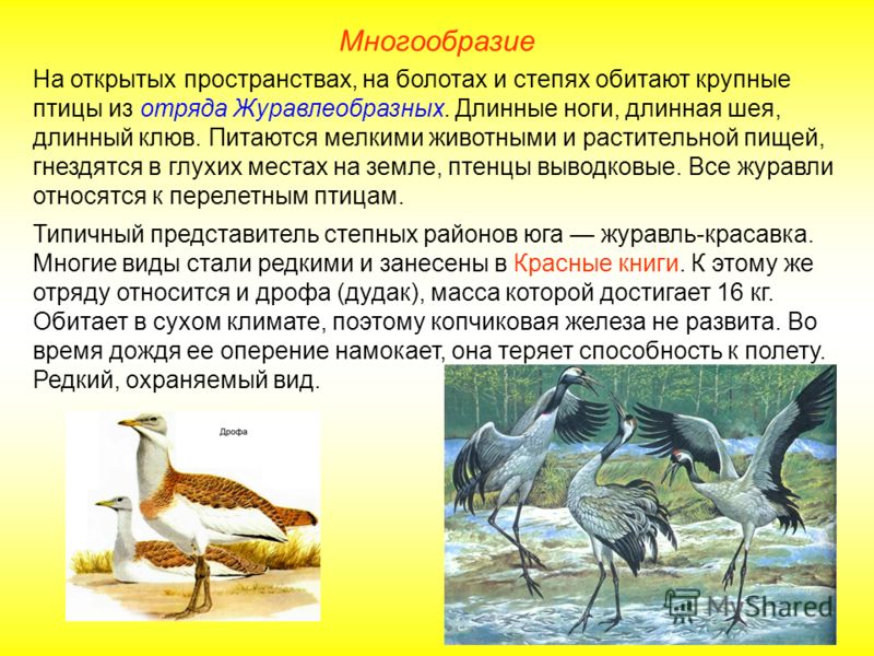 Многообразие На открытых пространствах, на болотах и степях обитают крупные птицы из отряда Журавлеобразных. Длинные ноги, длинная шея, длинный клюв. 