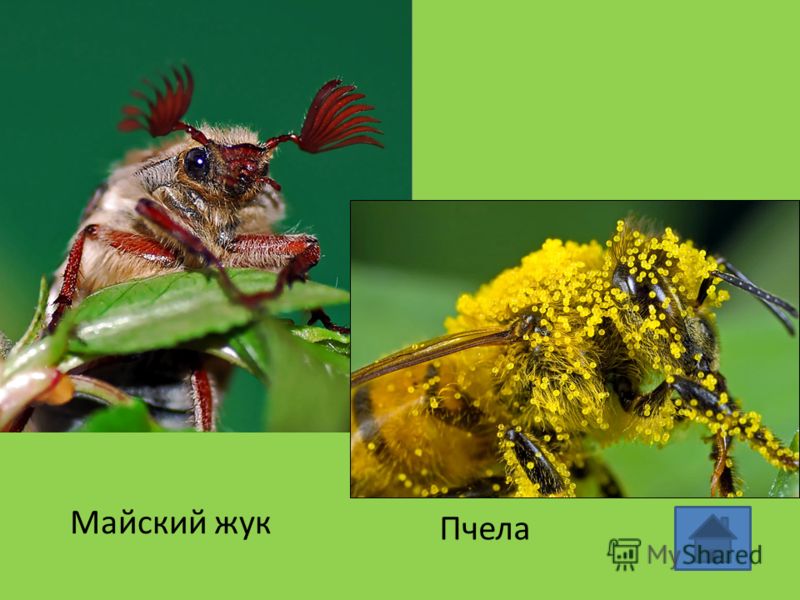 У рыбы на теле черви У рыбы на теле черви
