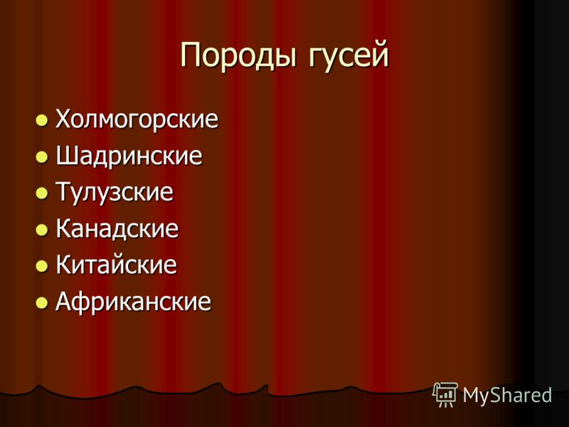 про животноводстве гусей доклад о