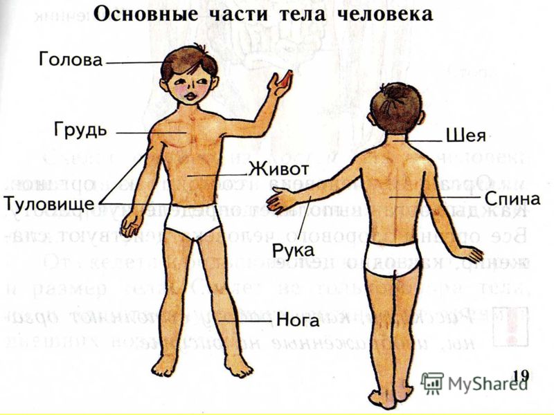органы человека пораженные паразитами органы человека пораженные паразитами