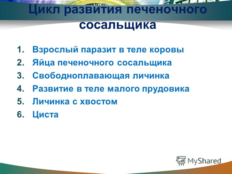 плоские черви у человека лечение плоские черви у человека лечение