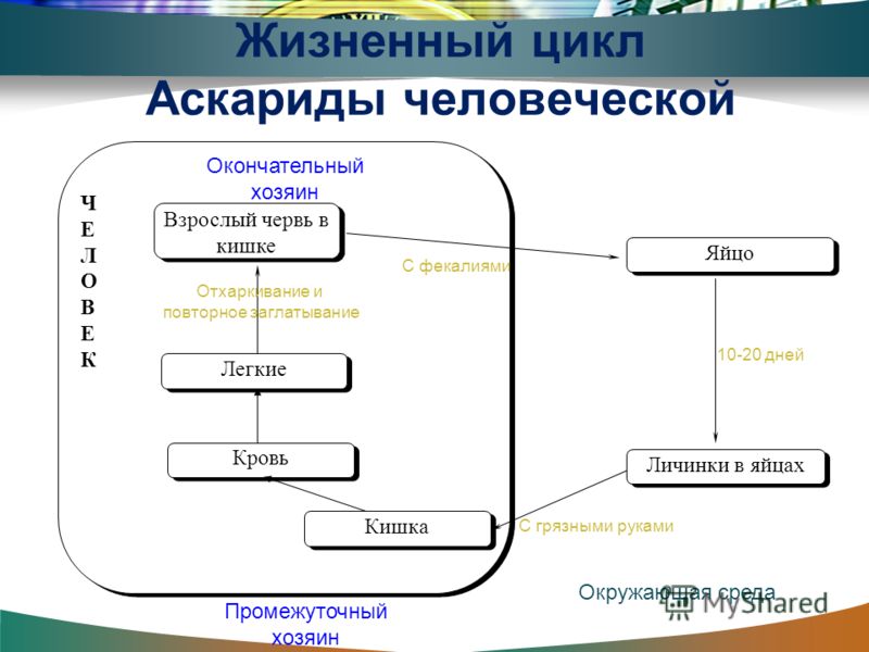 Жизненный цикл аскариды человеческой схема фото 178