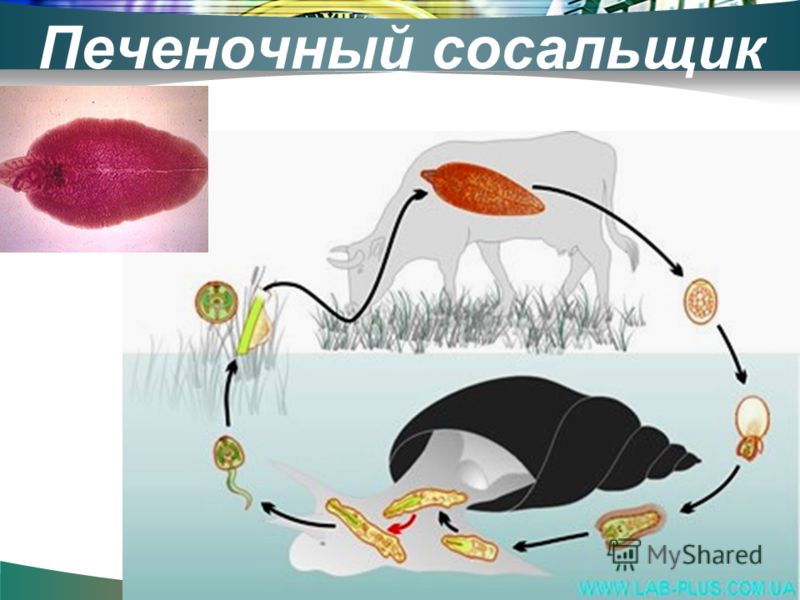 как паразиты выходят из организма после лечения как паразиты выходят из организма после лечения