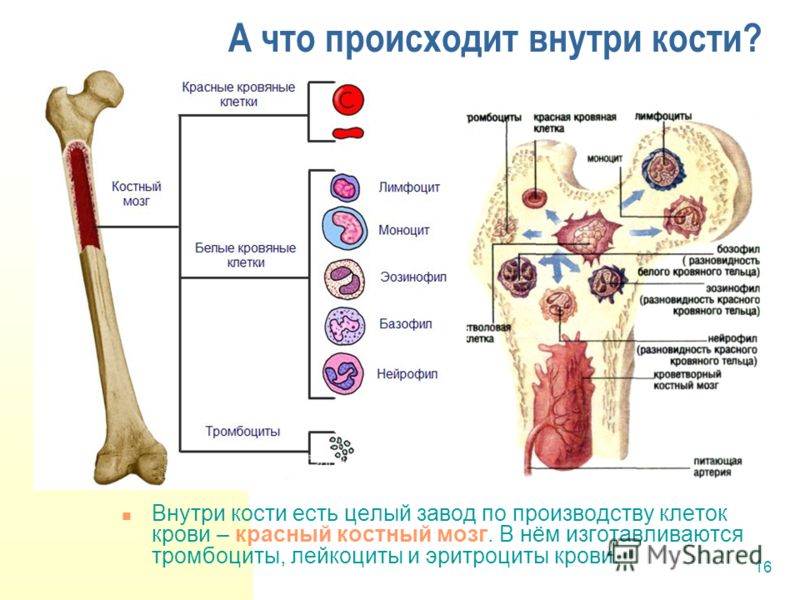 Мозг костный фото