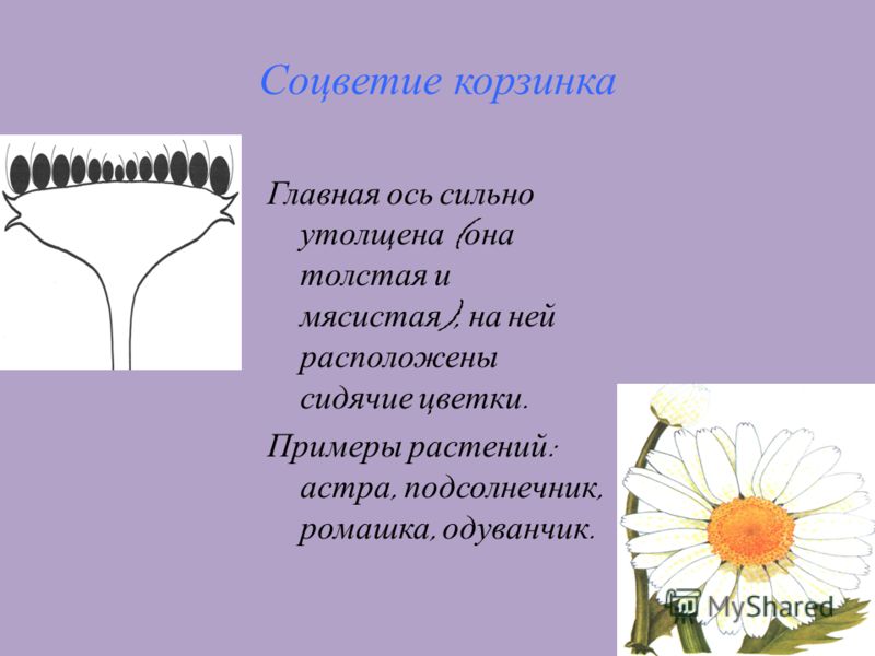 Гиацинт цветок значение цветка Гиацинт цветок значение цветка
