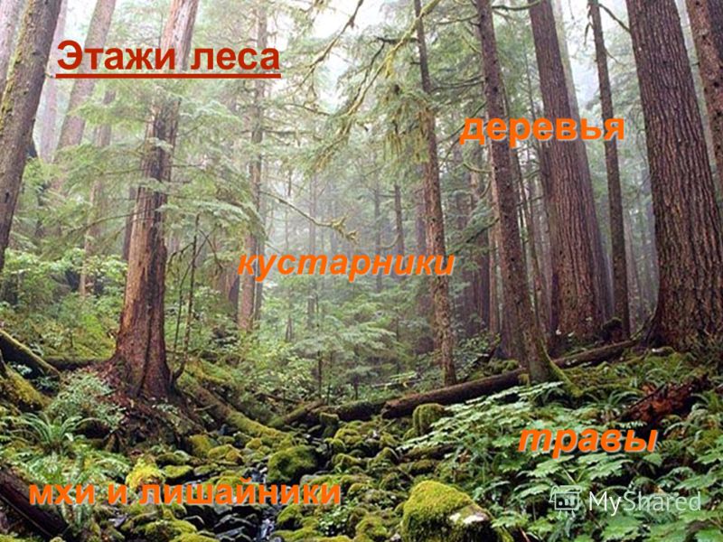 план питания для похудения план питания для похудения
