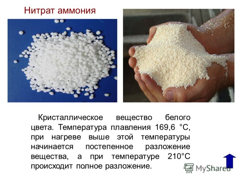 Сорт картофеля сынок описание фото отзывы Сорт картофеля сынок описание фото отзывы