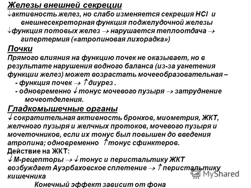 Помидоры черника форте фото