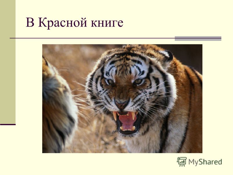 Арктическая Пустыня Презентация 8 Класс