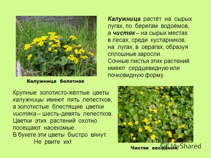 Цветок жёлтые звёздочки Цветок жёлтые звёздочки