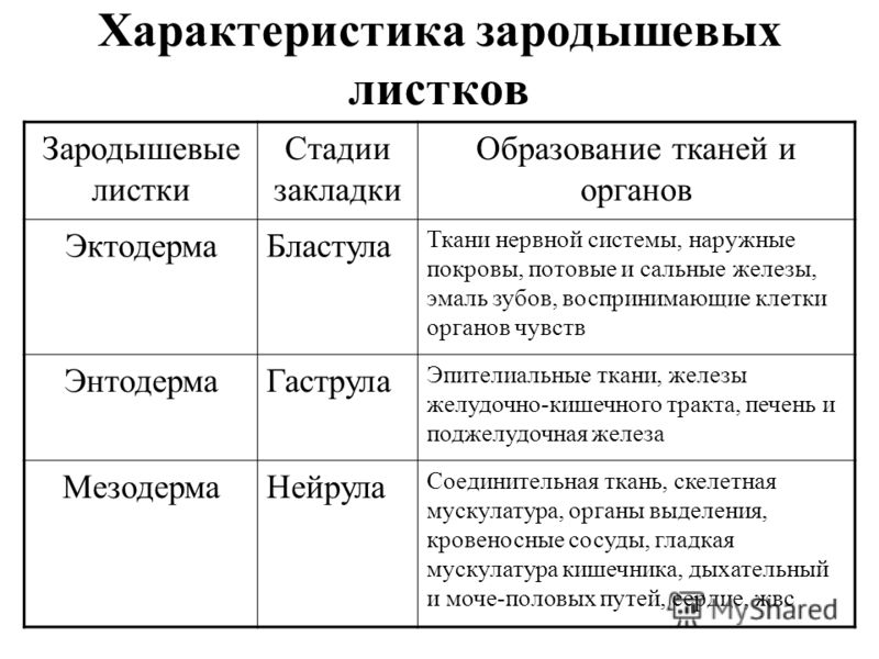 Период закладки зубов Период закладки зубов