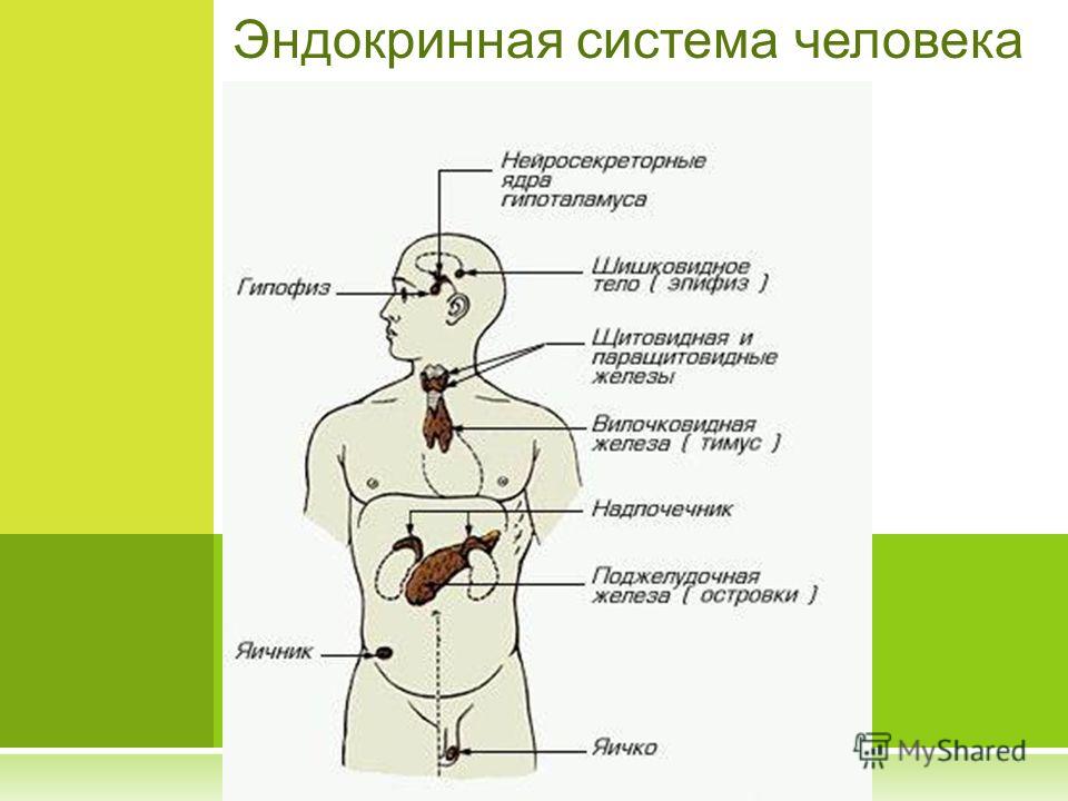 Презентация Щитовидная Железа 8 Класс