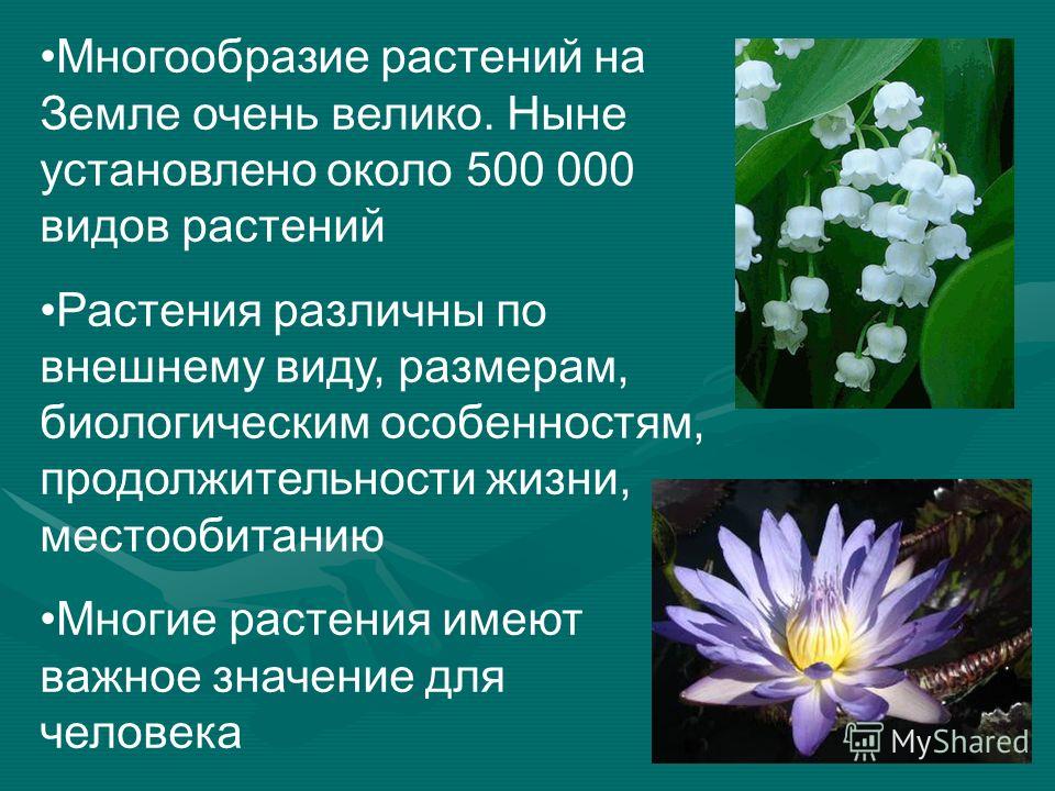 Многообразие растений на земле очень Многообразие растений на земле очень