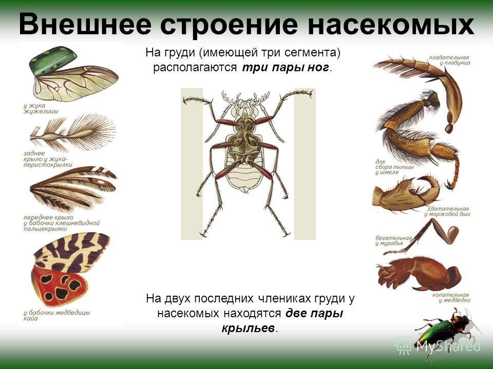 блохи у человека в голове блохи у человека в голове