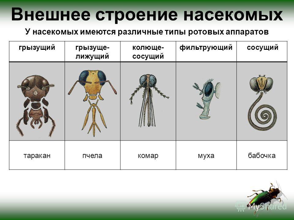 Губы органы человека Губы органы человека