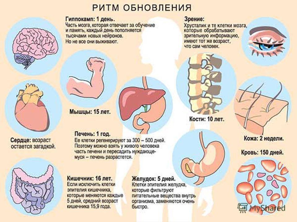 программы оздоровления и похудения программы оздоровления и похудения