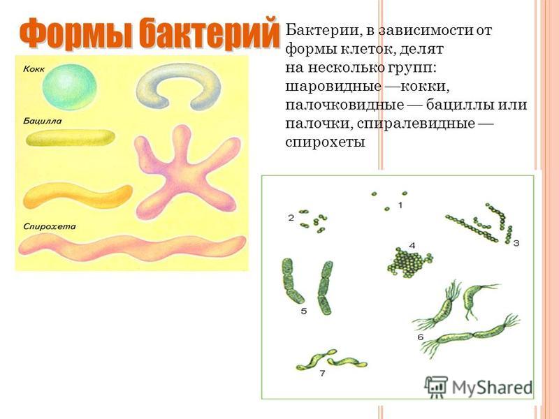 Бактерии, в зависимости от формы клеток, делят на несколько групп: шаровидные кокки, палочковидные бациллы или палочки, спиралевидные спирохеты