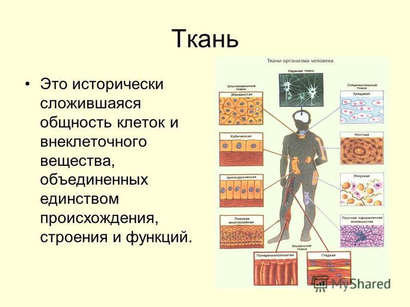 Лекция по теме Гистология 