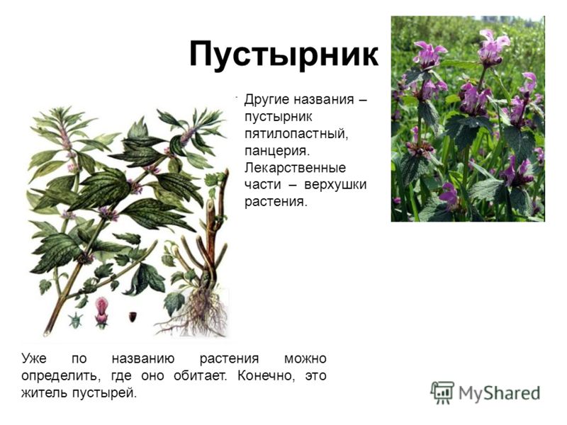 понизить холестерин в крови народными понизить холестерин в крови народными