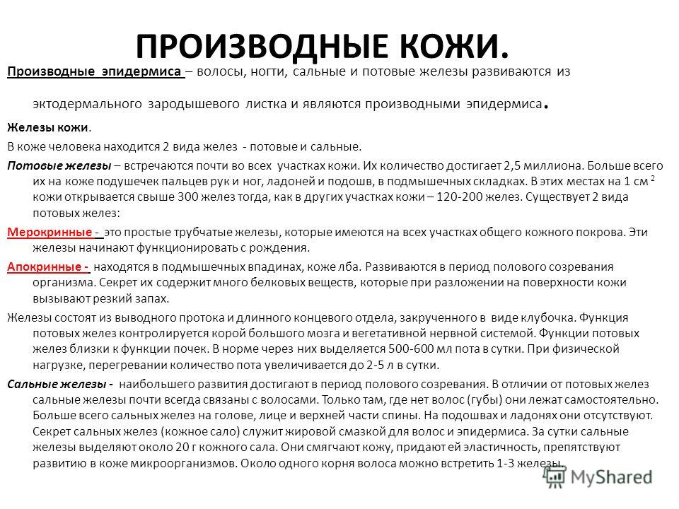 Какую функцию выполняют ногти Какую функцию выполняют ногти