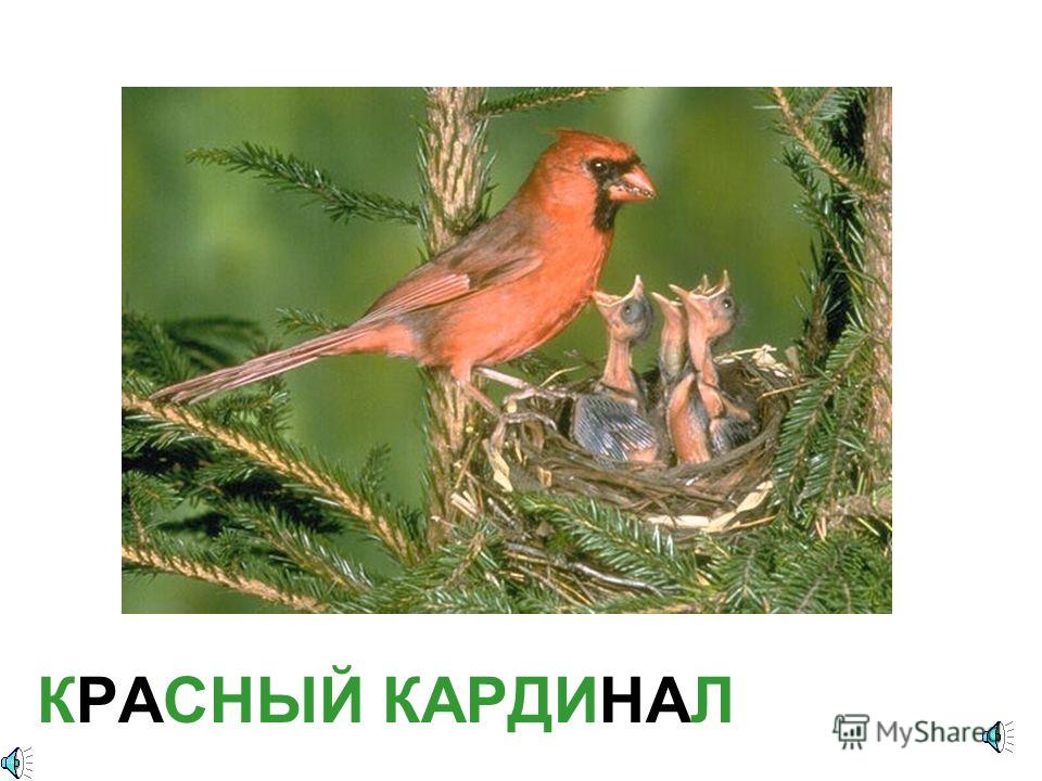голоса птиц кукушка слушать голоса птиц кукушка слушать