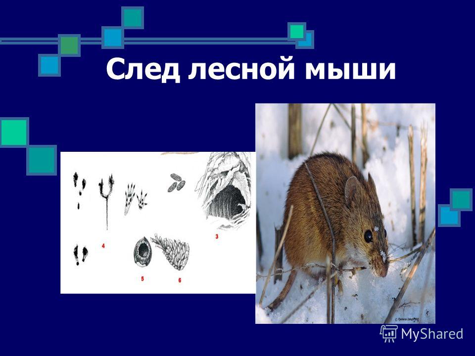 признаки присутствия глистов у человека признаки присутствия глистов у человека