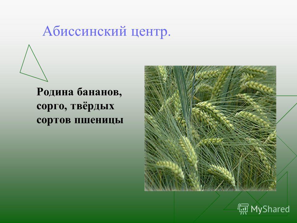 Основы селекции растений животных Основы селекции растений животных