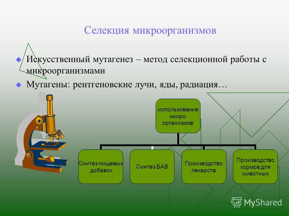 Основы селекции растений животных Основы селекции растений животных