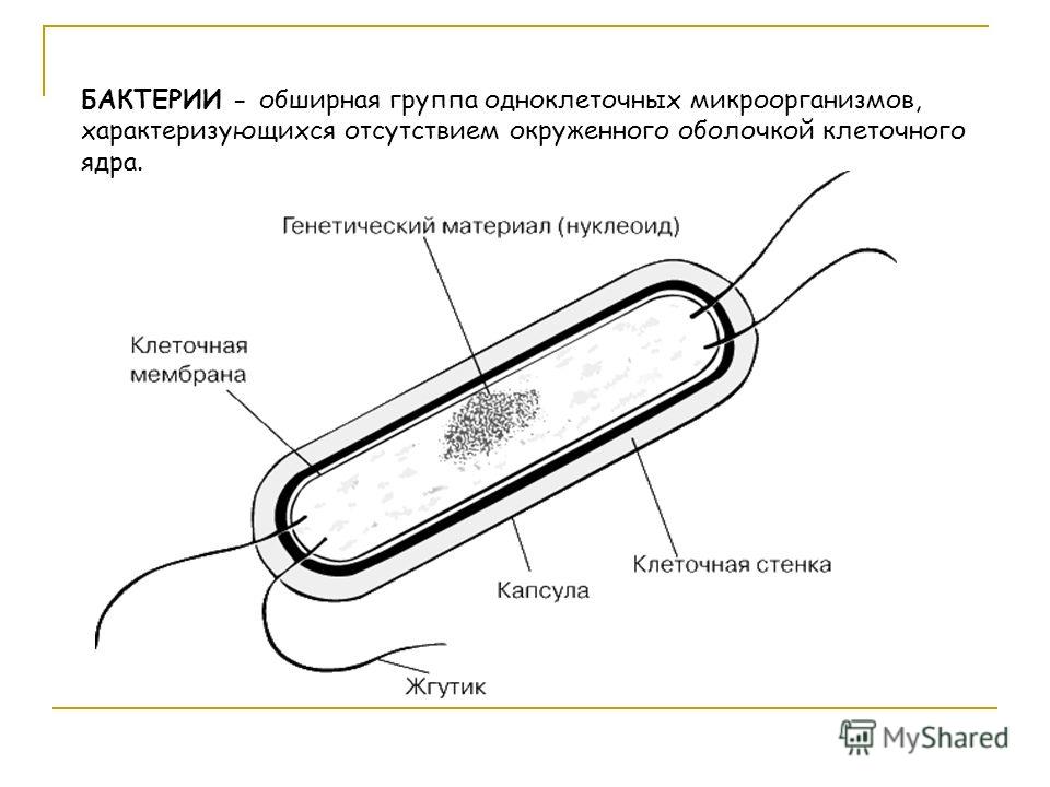 маленькие глисты у человека как называются маленькие глисты у человека как называются