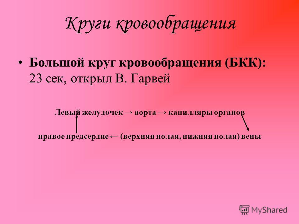 Органы кровообращения в теле человека Органы кровообращения в теле человека