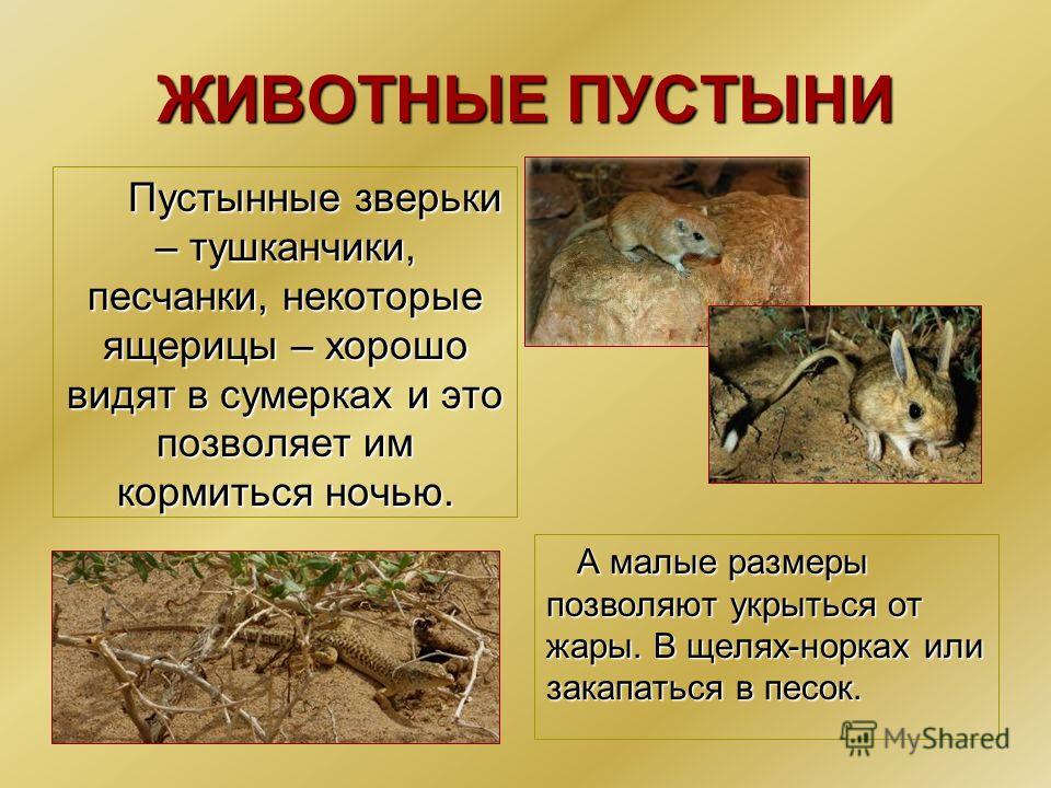доклад о каменном веке