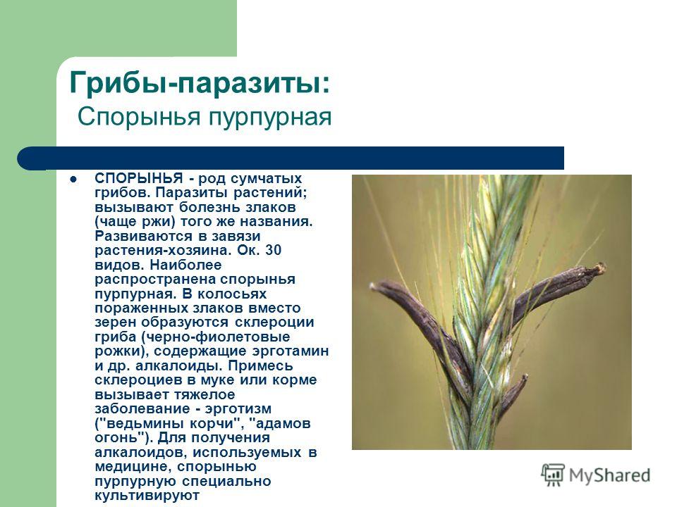 уничтожение паразитов в организме народными средствами уничтожение паразитов в организме народными средствами