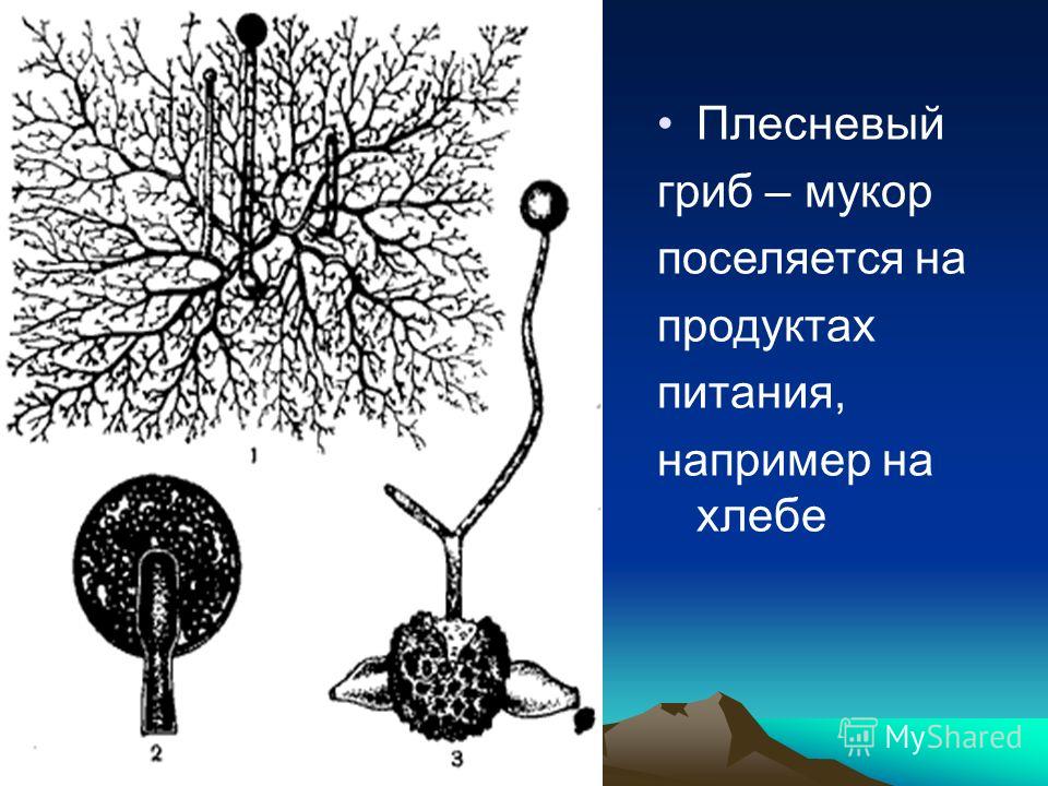 паразиты в печени человека симптомы температура паразиты в печени человека симптомы температура