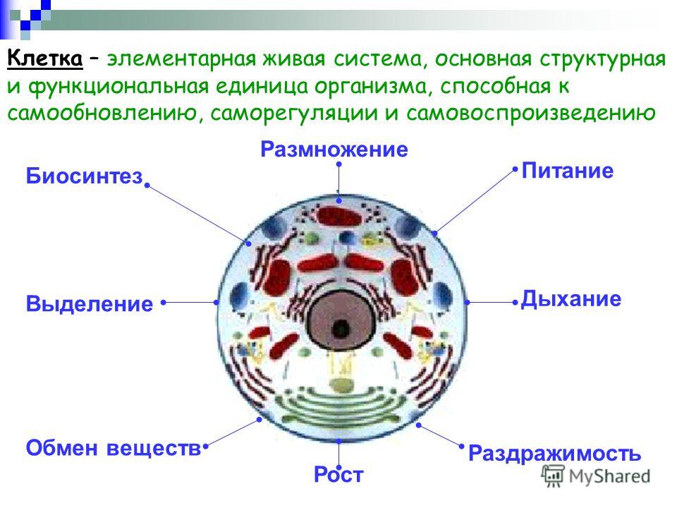 Клетка живая система схема 710