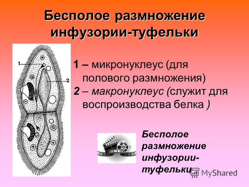 Макронуклеус инфузории туфельки Макронуклеус инфузории туфельки