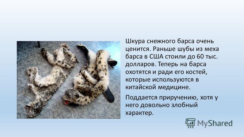 Снежный Барс Шубы