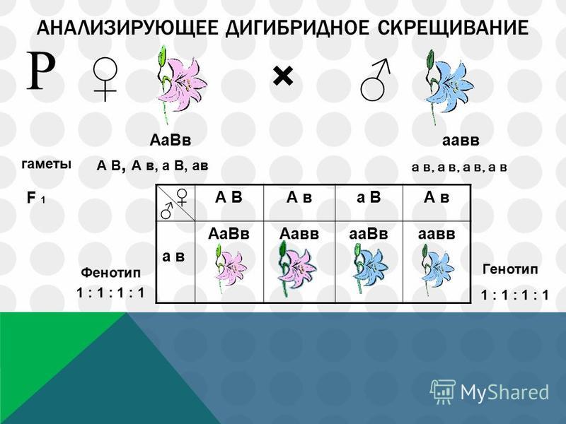 Анализирующее дигибридное скрещивание схема