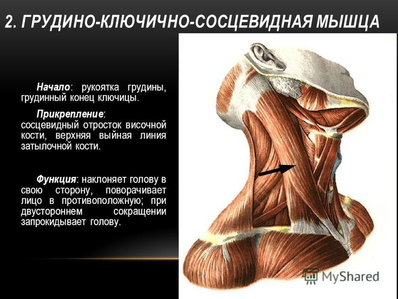 Грудино Ключично Сосцевидная Мышца Где Находится Фото