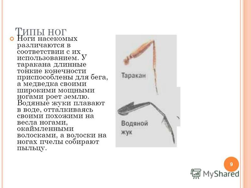 Презентация на тему: "Актуализация знаний Сделайте подписи к рисунку" Внешнее ст