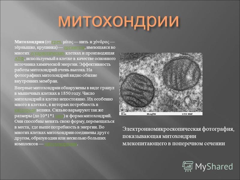 Тост про все будет хорошо Тост про все будет хорошо