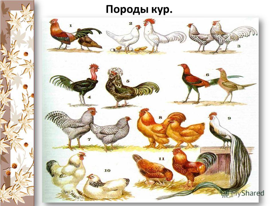 Наследственная изменчивость связана с Наследственная изменчивость связана с