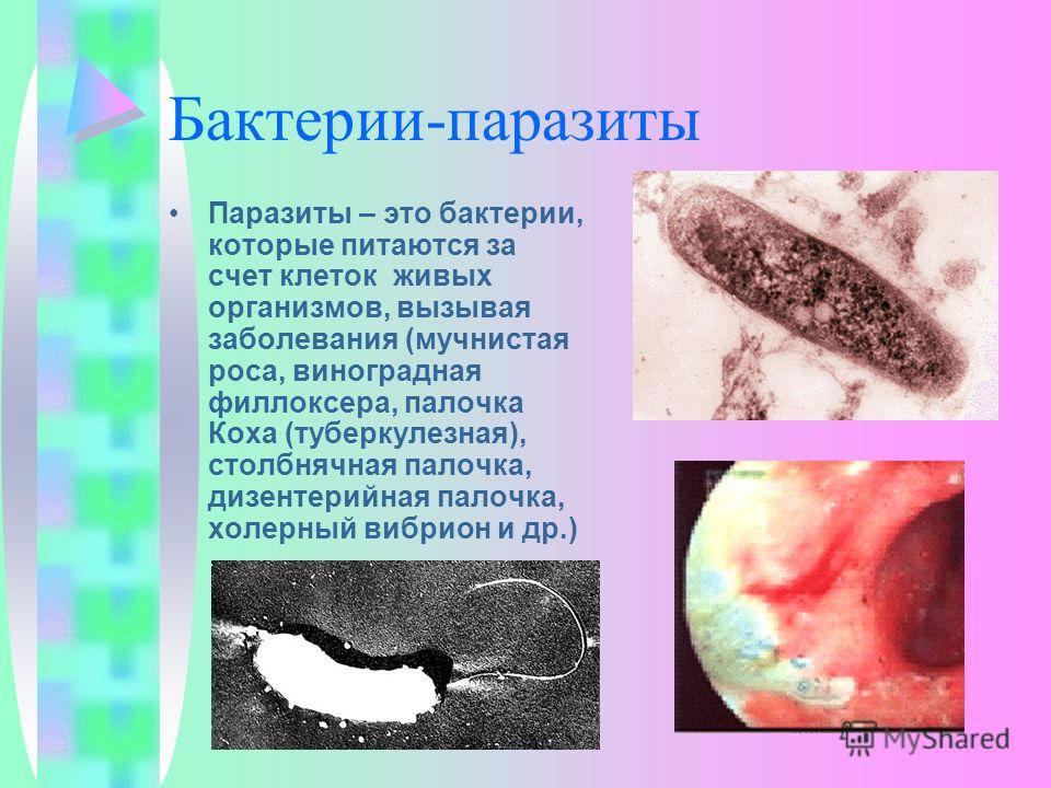 Самый большой паразит в организме человека