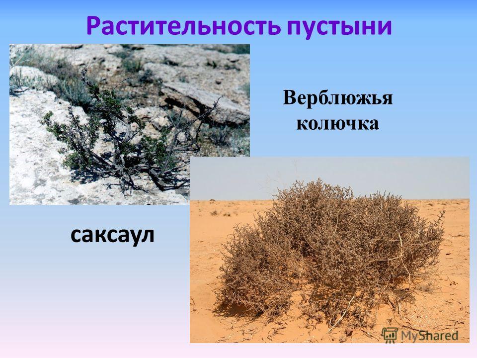 Растительность пустыни саксаул Растительность пустыни саксаул