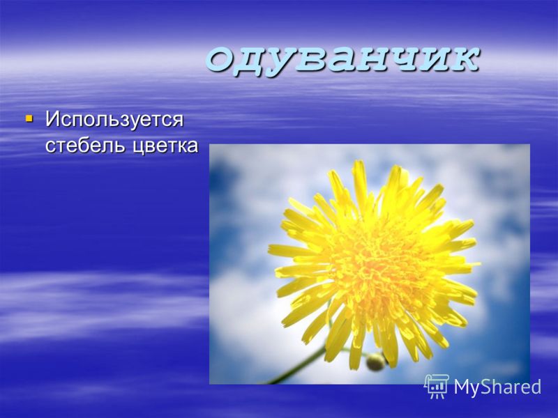 Лекарственные растения удмуртии Лекарственные растения удмуртии