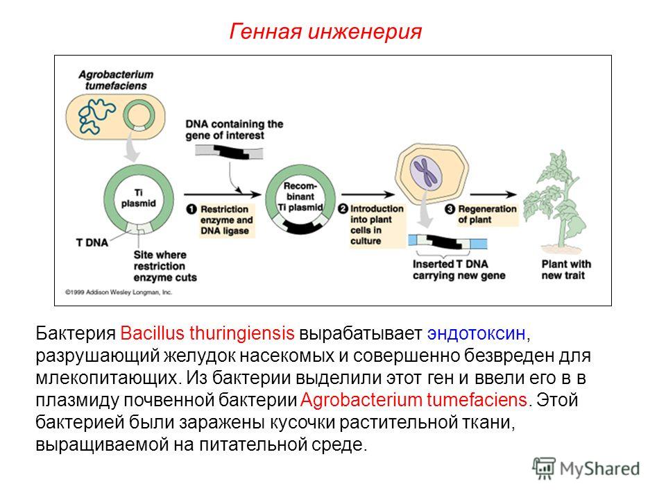 Бактерия bacillus thuringiensis вырабатывает Бактерия bacillus thuringiensis вырабатывает