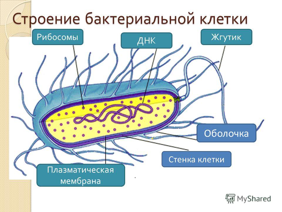 лекарство от паразитов на основе медвежьей желчи лекарство от паразитов на основе медвежьей желчи