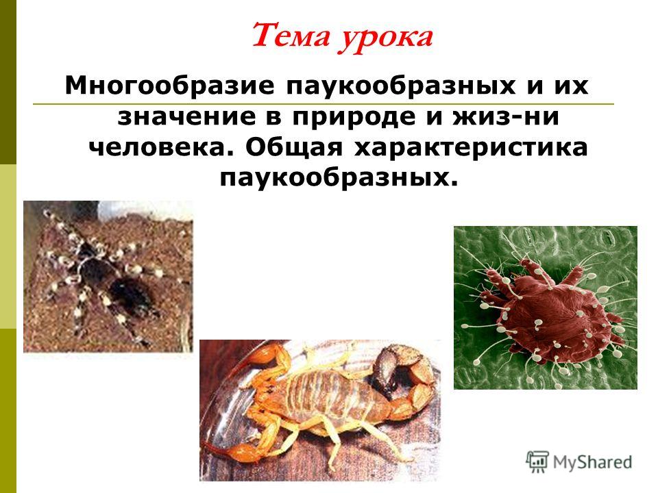 Выводим глисты у кота