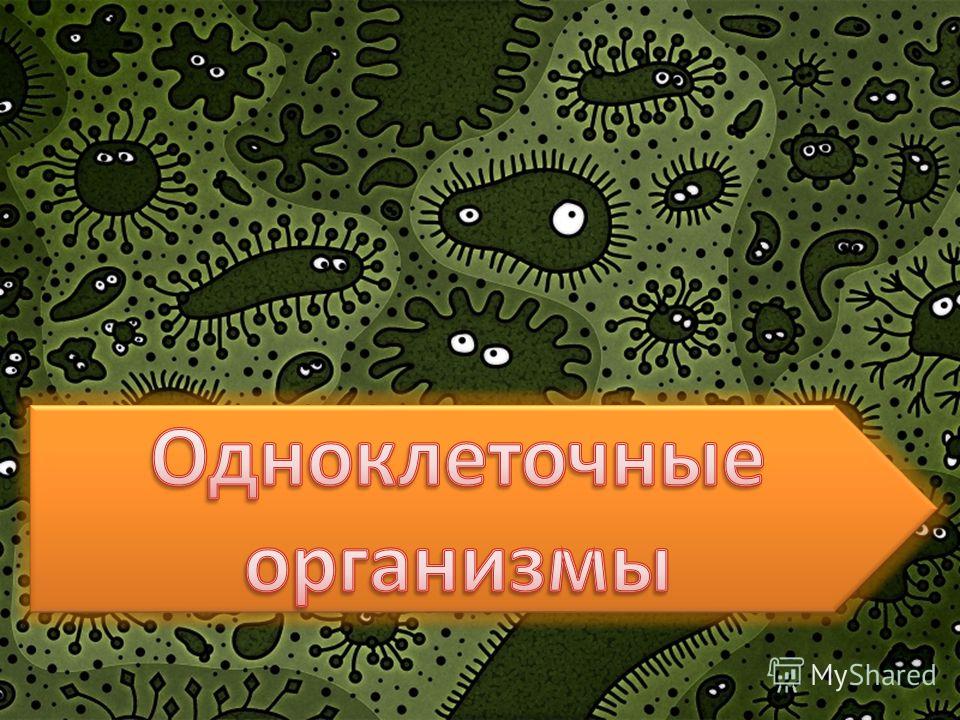 одноклеточные организмы паразиты одноклеточные организмы паразиты